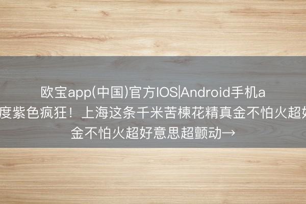 欧宝app(中国)官方IOS|Android手机app下载 暮春适度紫色疯狂！上海这条千米苦楝花精真金不怕火超好意思超颤动→